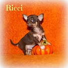 Chihuahua Welpen - Ricci
