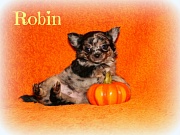 Chihuahua Welpen - Robin
