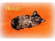 Chihuahua Welpen - Robin