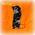 Chihuahua Welpen - Robin