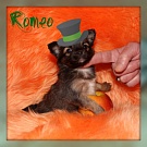 Chihuahua Welpen - Romeo