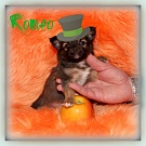 Chihuahua Welpen - Romeo