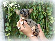 Chihuahua Welpen - Romeo