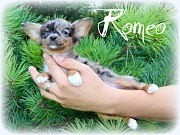 Chihuahua Welpen - Romeo