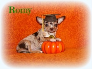 Chihuahua Welpen - Romy