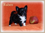 Chihuahua Welpen - Ruben