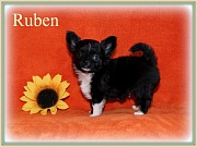 Chihuahua Welpen - Ruben