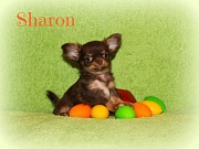 Chihuahua Welpen - Sharon