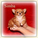 Chihuahua Welpen - Simba