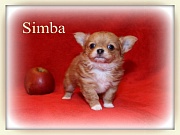 Chihuahua Welpen - Simba