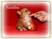 Chihuahua Welpen - Simba