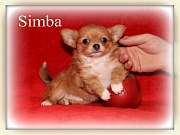 Chihuahua Welpen - Simba