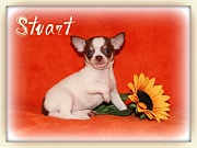 Chihuahua Welpen - Stuart