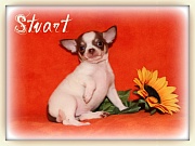 Chihuahua Welpen - Stuart