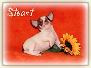 Chihuahua Welpen - Stuart