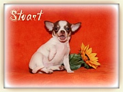 Chihuahua Welpen - Stuart