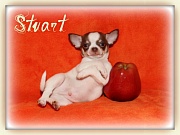 Chihuahua Welpen - Stuart