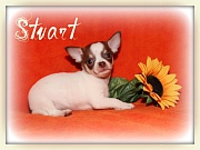 Chihuahua Welpen - Stuart