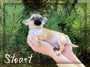 Chihuahua Welpen - Stuart