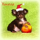 Chihuahua Welpen - Vanessa