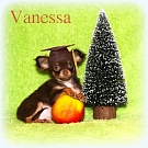 Chihuahua Welpen - Vanessa