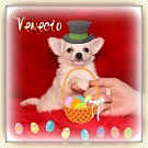 Chihuahua Welpen - Venecio