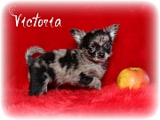 Chihuahua Welpen - Victoria