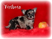 Chihuahua Welpen - Victoria