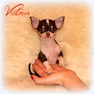 Chihuahua Welpen - Victoria