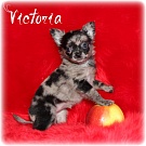 Chihuahua Welpen - Victoria