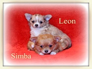 Chihuahua Welpen - Leon und Simba