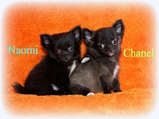 Chihuahua Welpen - Naomi und Chanel