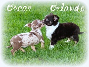 Chihuahua Welpen - Oscar und Orlando