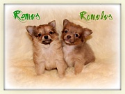 Chihuahua Welpen - Romulus und Remus