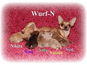 Chihuahua Welpen - Wurf N