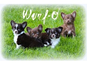 Chihuahua Welpen - Wurf O