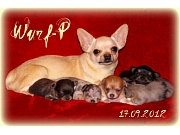 Chihuahua Welpen - Wurf P