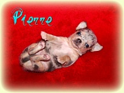 Chihuahua Welpen - Wurf P