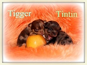 Chihuahua Welpen - Wurf T