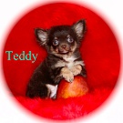 Chihuahua Welpen - Teddy