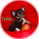 Chihuahua Welpen - Teddy