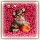 Chihuahua Welpen - Tigger