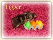 Chihuahua Welpen - Tigger