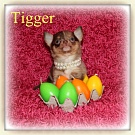 Chihuahua Welpen - Tigger