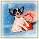 Chihuahua Welpen - Tiggy