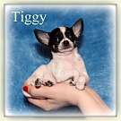 Chihuahua Welpen - Tiggy