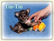 Chihuahua Welpen - Tintin
