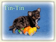 Chihuahua Welpen - Tintin