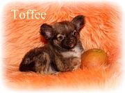 Chihuahua Welpen - Toffee