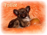Chihuahua Welpen - Toffee